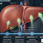 liver detox from alcohol timeline